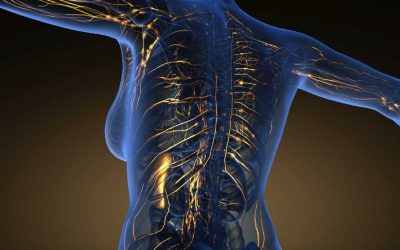 The Lymphatic System